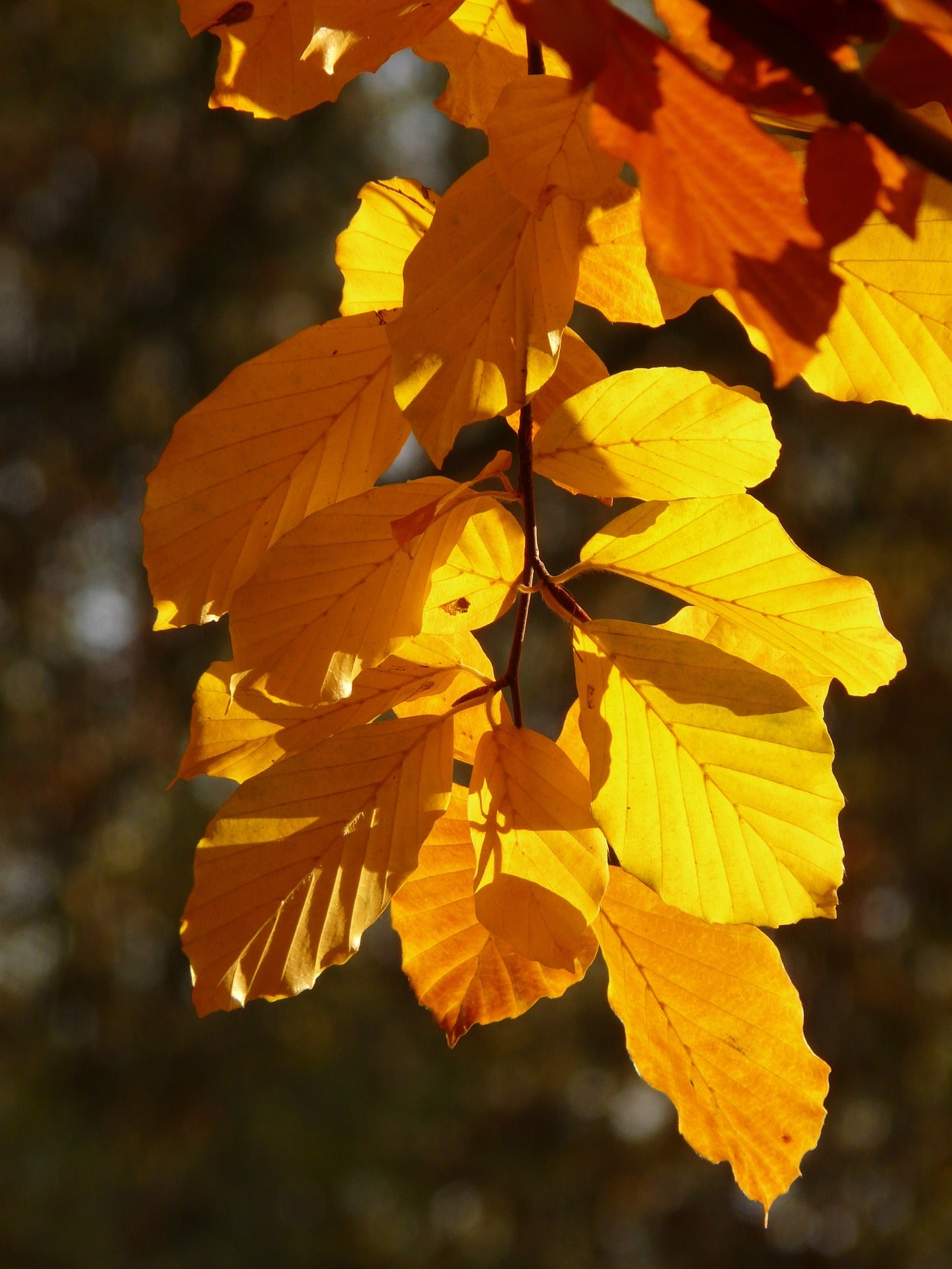 Vivaldi Autunno Oro Unikat Ring