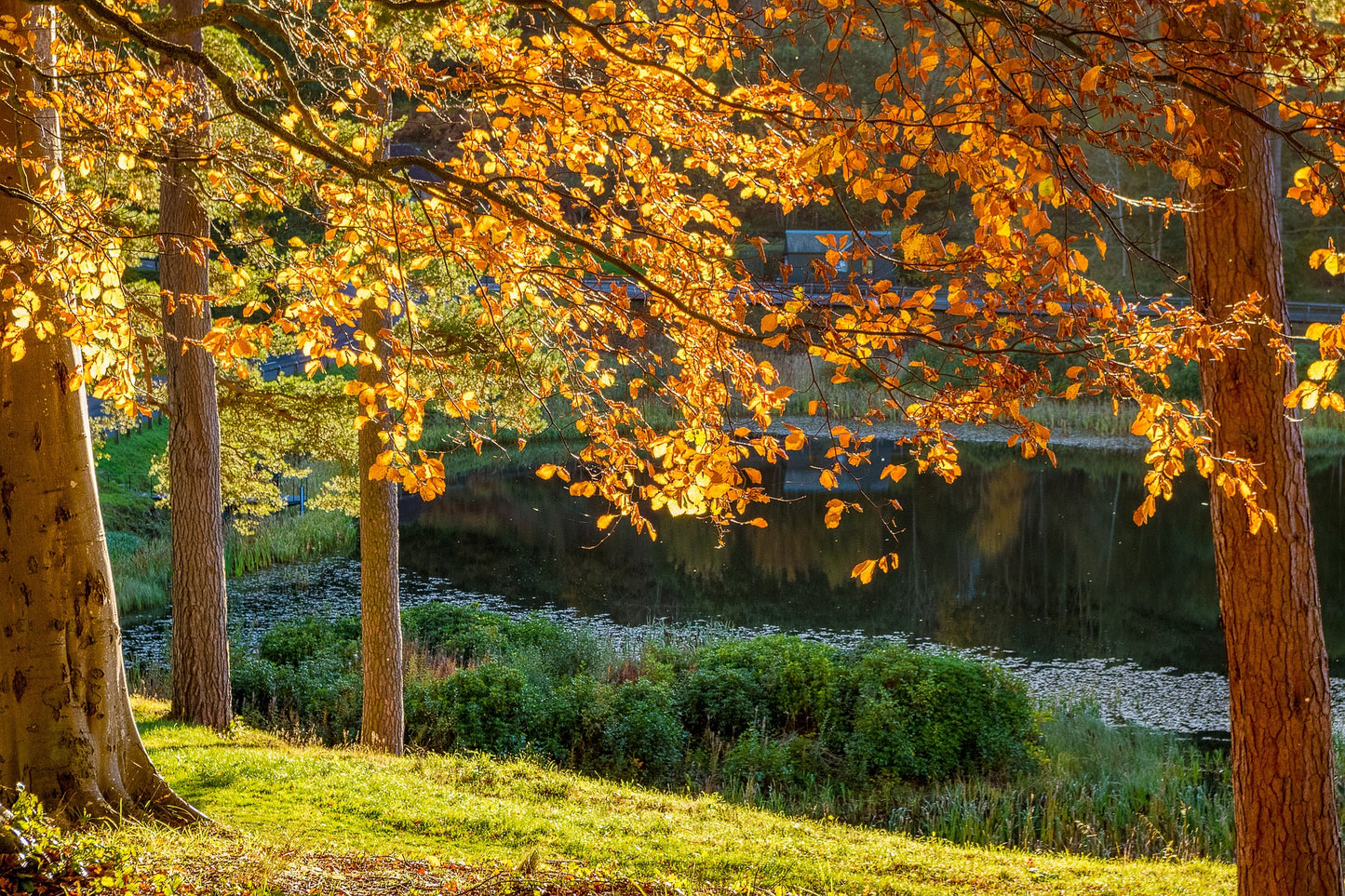 Vivaldi Autunno Oro Unikat Ring