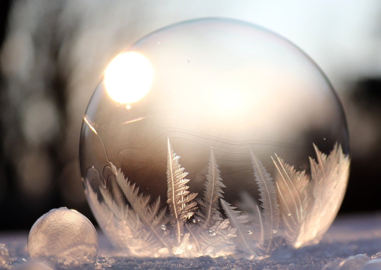 Vivaldi Inverno Ring