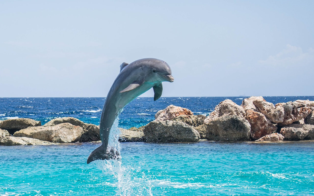 Delfini Piccolinis Emaille Anhänger